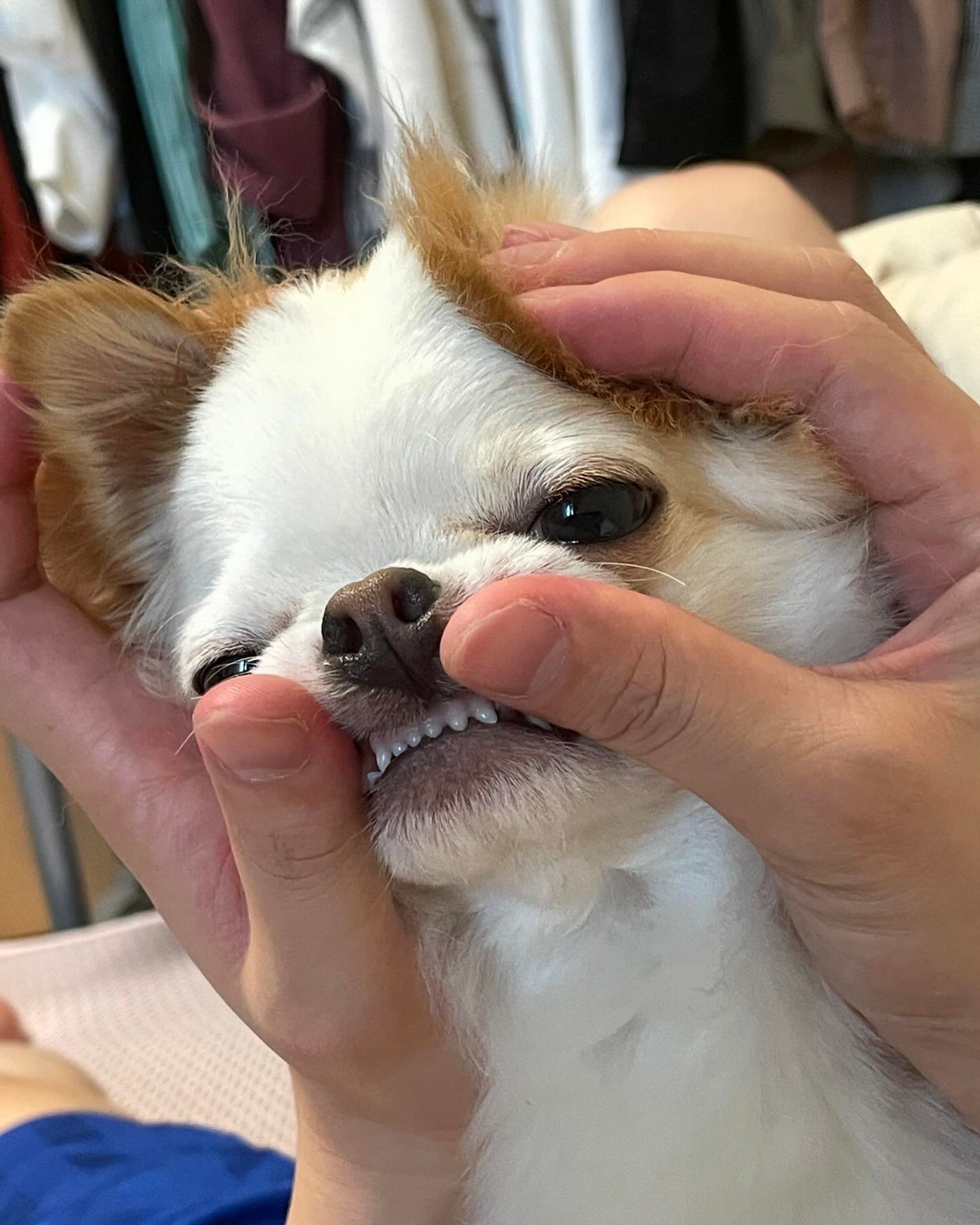 ðmomoð on LIPS ãðžPETCARESã®ååæäŸãé ããŸããðžãããã倧åãªå®¶æïŒ..ãïŒ1æç®ïŒ