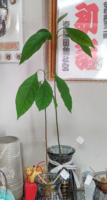 ガラス花瓶/DAISO/その他を使ったクチコミ(2枚目)