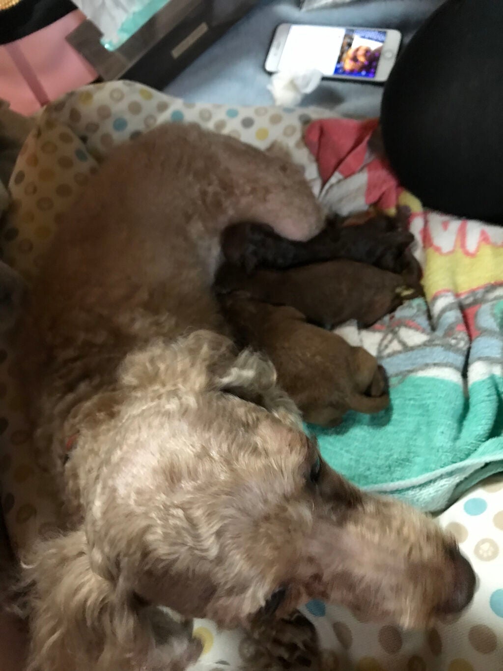 モグ ジェルクレンジング/mogu/クレンジングジェルを使ったクチコミ(3枚目)