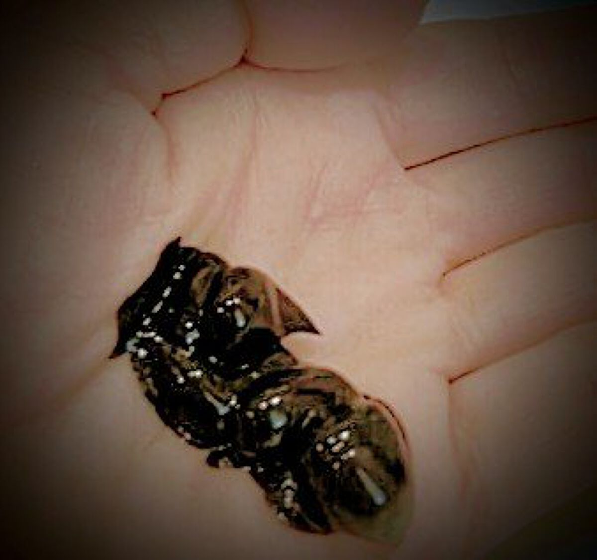 ハーバニエンス　ヘアカラートリートメント/HERBANIENCE/ヘアカラーを使ったクチコミ（2枚目）