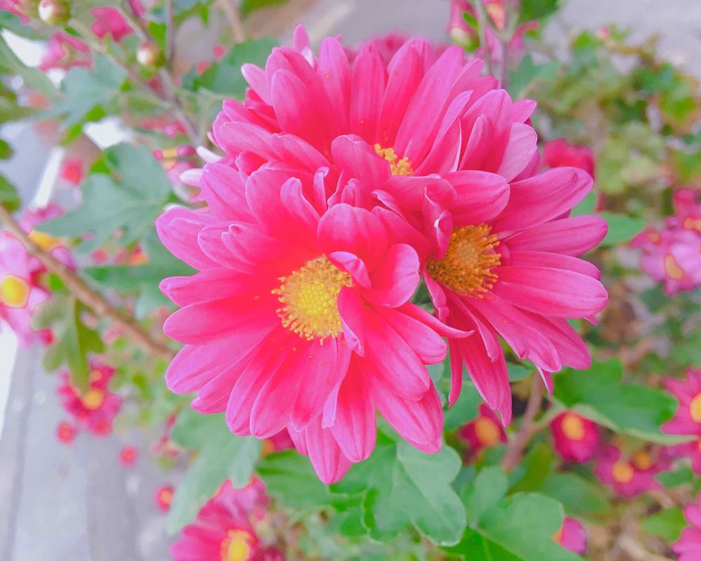 ぁぃ, on LIPS 「♡お願いがあります!♡高校生になるまでに可愛くなりたいんですけ..」(1枚目)