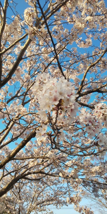 こんばんは🐤
春ですね➰😃桜が満開ですね(´∇｀)仕事が終わって地元の図書館に行ったら見事に咲いてました。駐車場なので長くは見られませんでしたが満喫できました。散ってしまうのが勿体ない😅入園式までもって