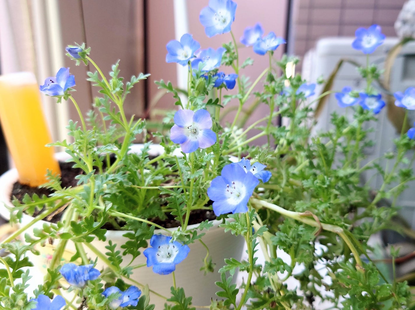 カラフルネイルズ/キャンメイク/マニキュアを使ったクチコミ(4枚目)