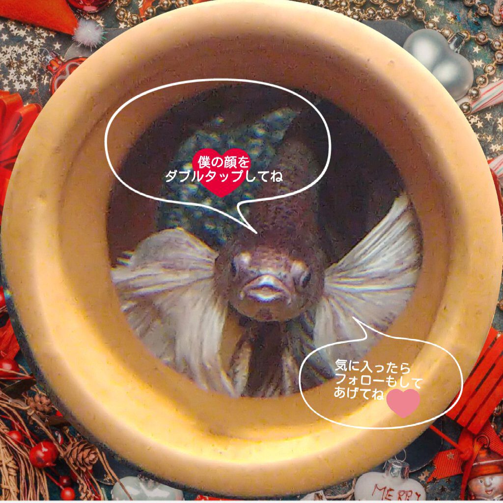 ðð·ã¯ãã¬ããð·ð on LIPS ãqoo10賌å
¥å#DEROL#ãªããã±ã¢#ãªããããã·ãã€ã¶ãŒ..ãïŒ3æç®ïŒ