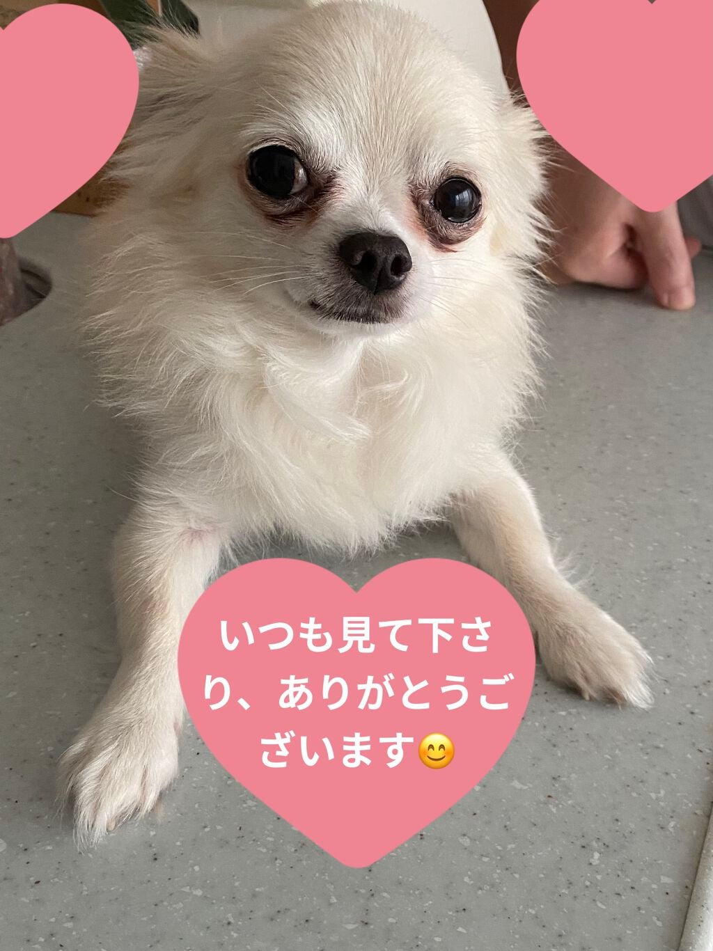 リップスリーピングマスク/LANEIGE/リップバームを使ったクチコミ(4枚目)