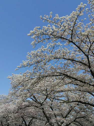 クナイプ ハンドクリーム ネロリの香りのクチコミ「ふらっと歩いてお花見へ

近所の土手は桜並木です🌸
天気が良くて霞立つ空気の中、さくら満開
4.....」（1枚目）