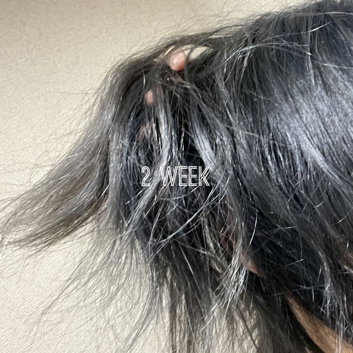 メイクアップカラー ネイビーブルー/ビューティーン/ヘアカラーを使ったクチコミ（3枚目）