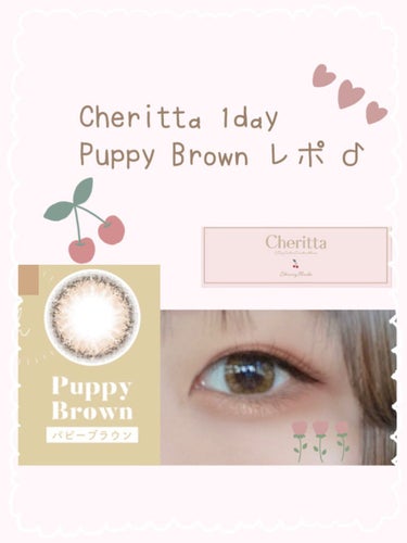 Cheritta　1day Puppy Brown  🍒

香音さんプロデュース
「子犬のような儚げな瞳」

ナチュラルに盛れる
うるうるカラコン

DIA 14.1mm  着色外径 13.2mm

ち