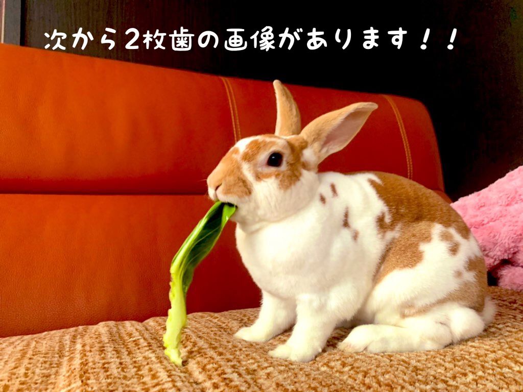 コンクールF/ウエルテック/マウスウォッシュ・スプレーを使ったクチコミ(6枚目)