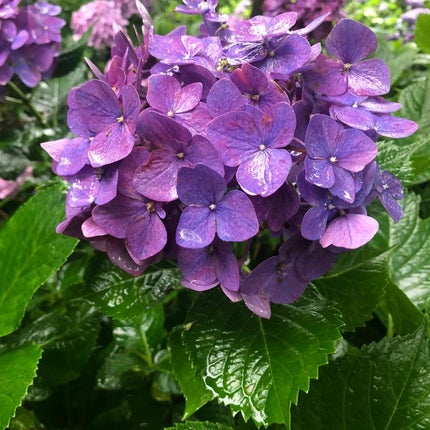 ウィークリージェル/HOMEI/ジェルネイルを使ったクチコミ(9枚目)