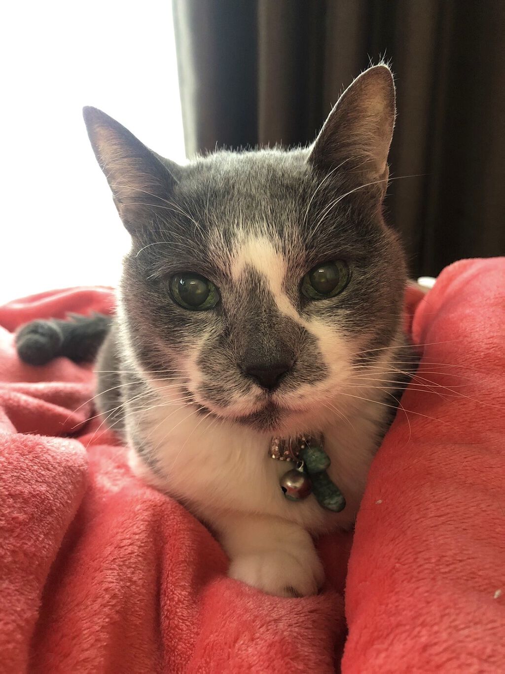 ネイルホリック Milky color GR711/ネイルホリック/マニキュアを使ったクチコミ（3枚目）