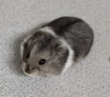 ディアダーリン ウォータージェルティント (アイスティント)/ETUDE/口紅を使ったクチコミ(1枚目)