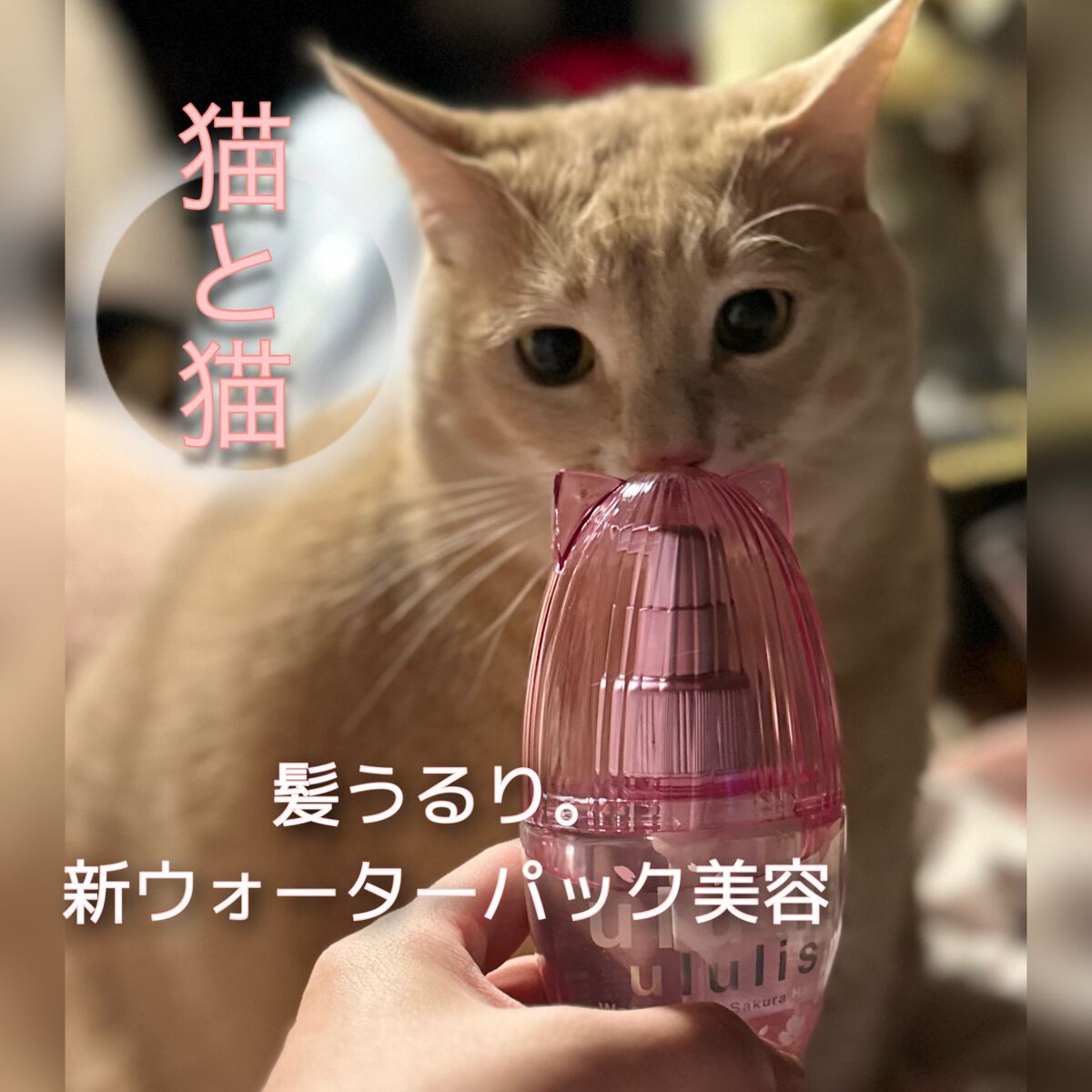 ウルリス ピンクネコ  ウォーターコンク スリーク ヘアオイル/ululis/ヘアオイルを使ったクチコミ（3枚目）