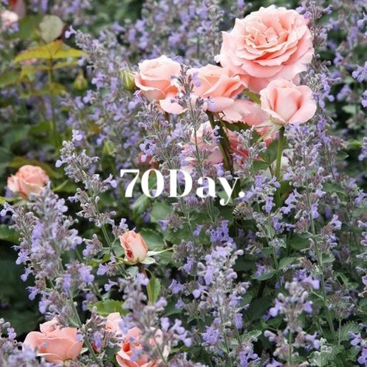 くろのにゃんこ on LIPS 「こんばんは☽・:*今日の体重は73.8kg!増えてますね.....」(1枚目)