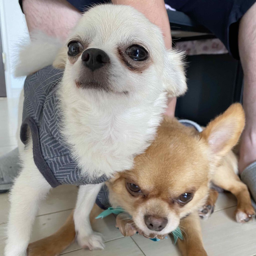 ランタンポレル ブロッサム クリーム コンパクト/GIVENCHY/化粧下地を使ったクチコミ(4枚目)