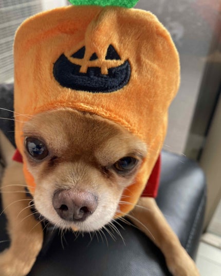 Bite Beauty Amuse Bouche Lipstick/Bite Beauty/口紅を使ったクチコミ(6枚目)