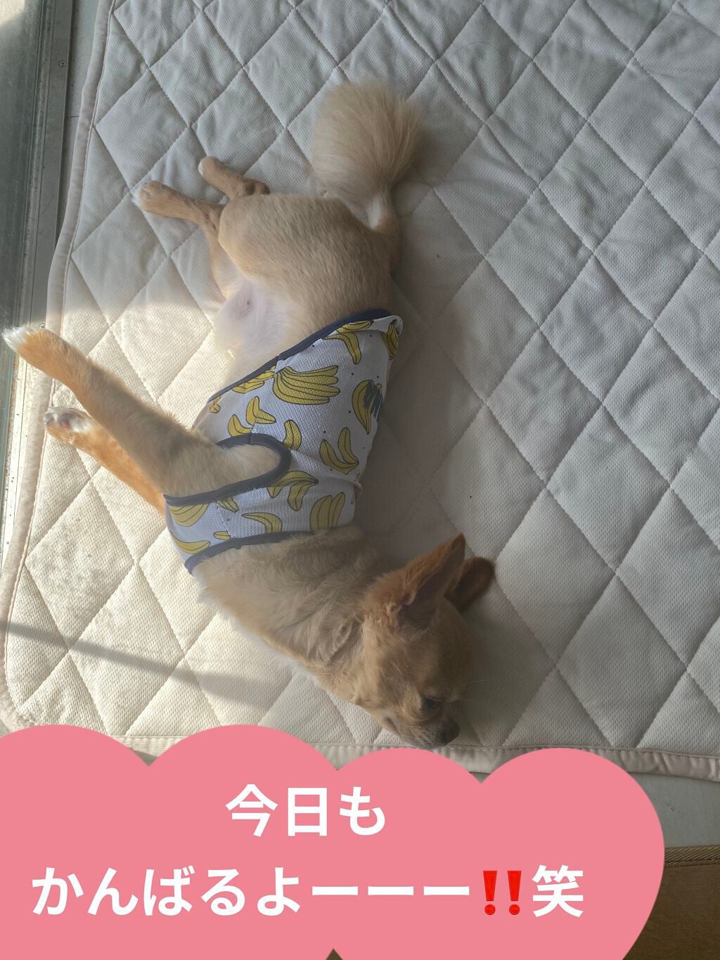 カラフルネイルズ/キャンメイク/マニキュアを使ったクチコミ(9枚目)