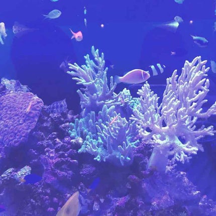 ジュエリーストーンシール/lacoraran/ネイルシールを使ったクチコミ(1枚目)