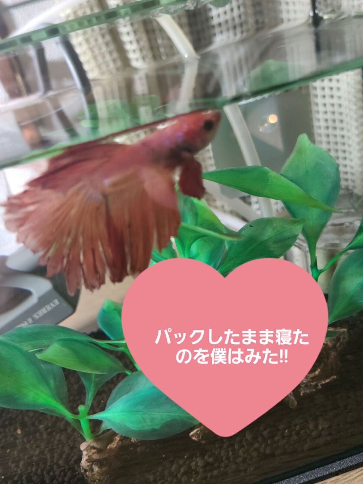 ごめんね素肌マスク/クリアターン/シートマスク・パックを使ったクチコミ(4枚目)