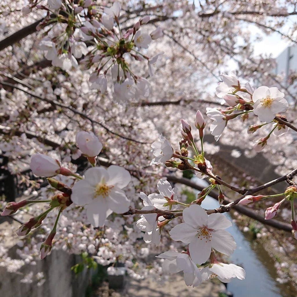 【旧】ディオール アディクト リップ マキシマイザー/Dior/リップグロスを使ったクチコミ(7枚目)