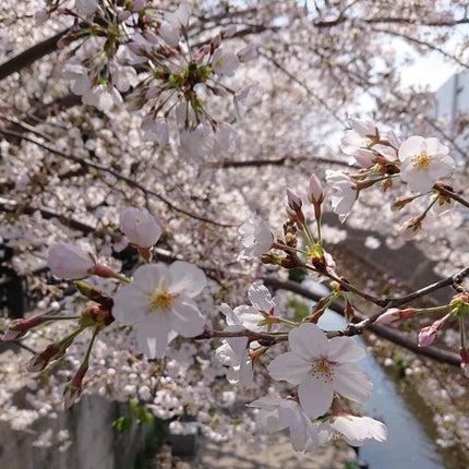 【旧】ディオール アディクト リップ マキシマイザー/Dior/リップグロスを使ったクチコミ(7枚目)