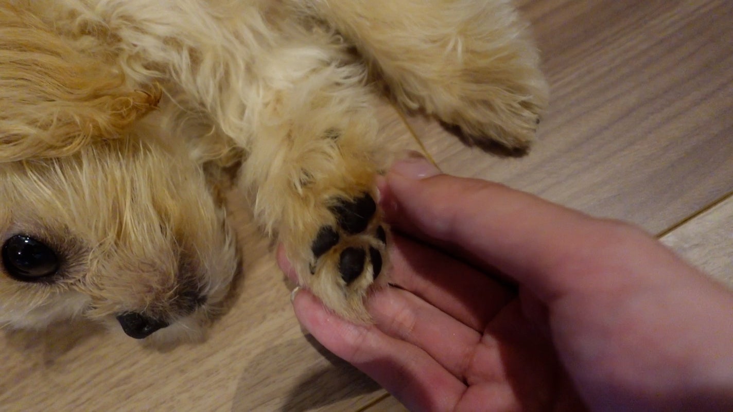 フィー フィンガーライク シリコン リップブラシ/fwee/メイクブラシを使ったクチコミ(5枚目)