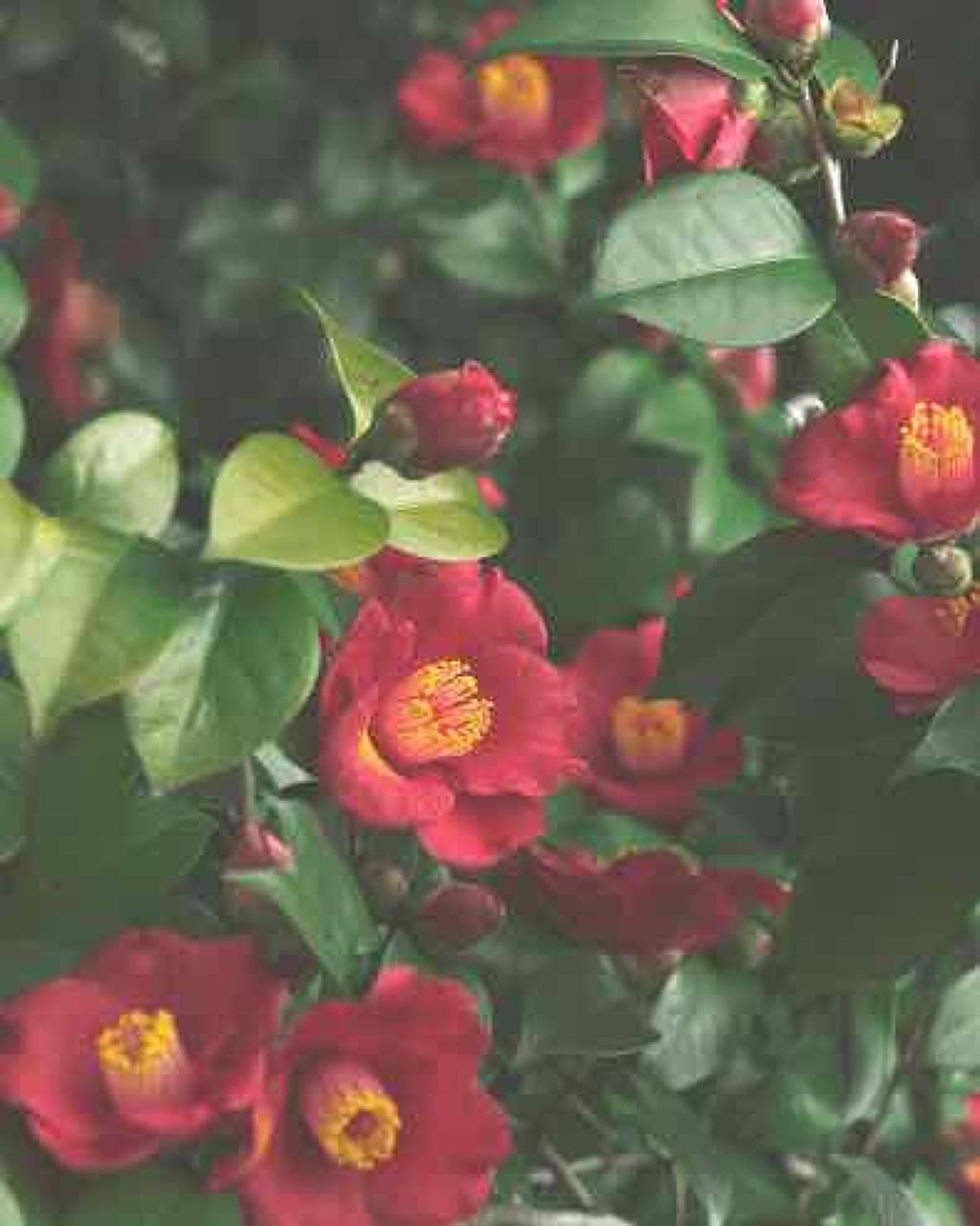 リッチカメリア ボディオイル/Flora Notis JILL STUART/ボディオイルを使ったクチコミ（2枚目）