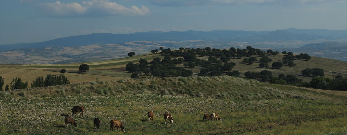 シカマヌ　セラム　クッションファンデ/parnell/クッションファンデーションを使ったクチコミ（3枚目）