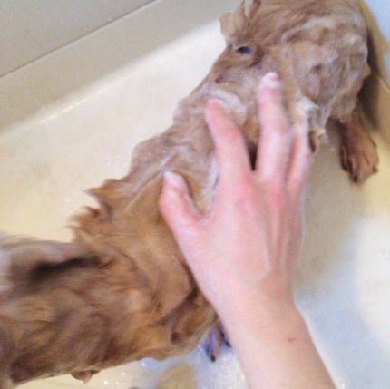 Natto ティーツリープレミアムオイル リンスイン ドッグシャンプー/Natto/その他を使ったクチコミ(6枚目)