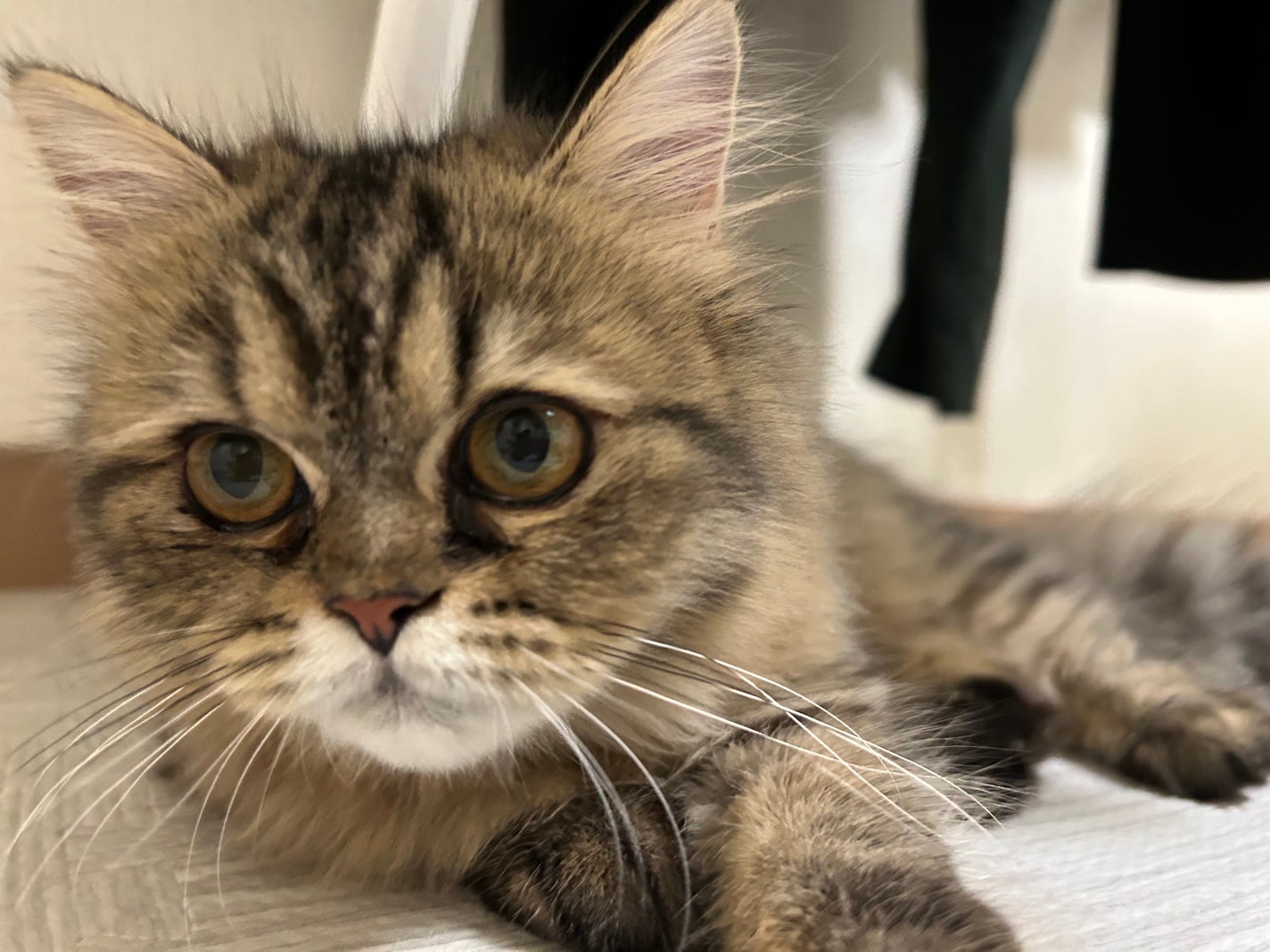 エクスプローラ12色 動物アイシャドウパレット/PERFECT DIARY/アイシャドウパレットを使ったクチコミ(4枚目)