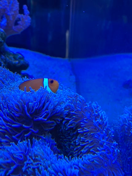 ナチュラルマットシェーディング/CEZANNE/シェーディングを使ったクチコミ(1枚目)