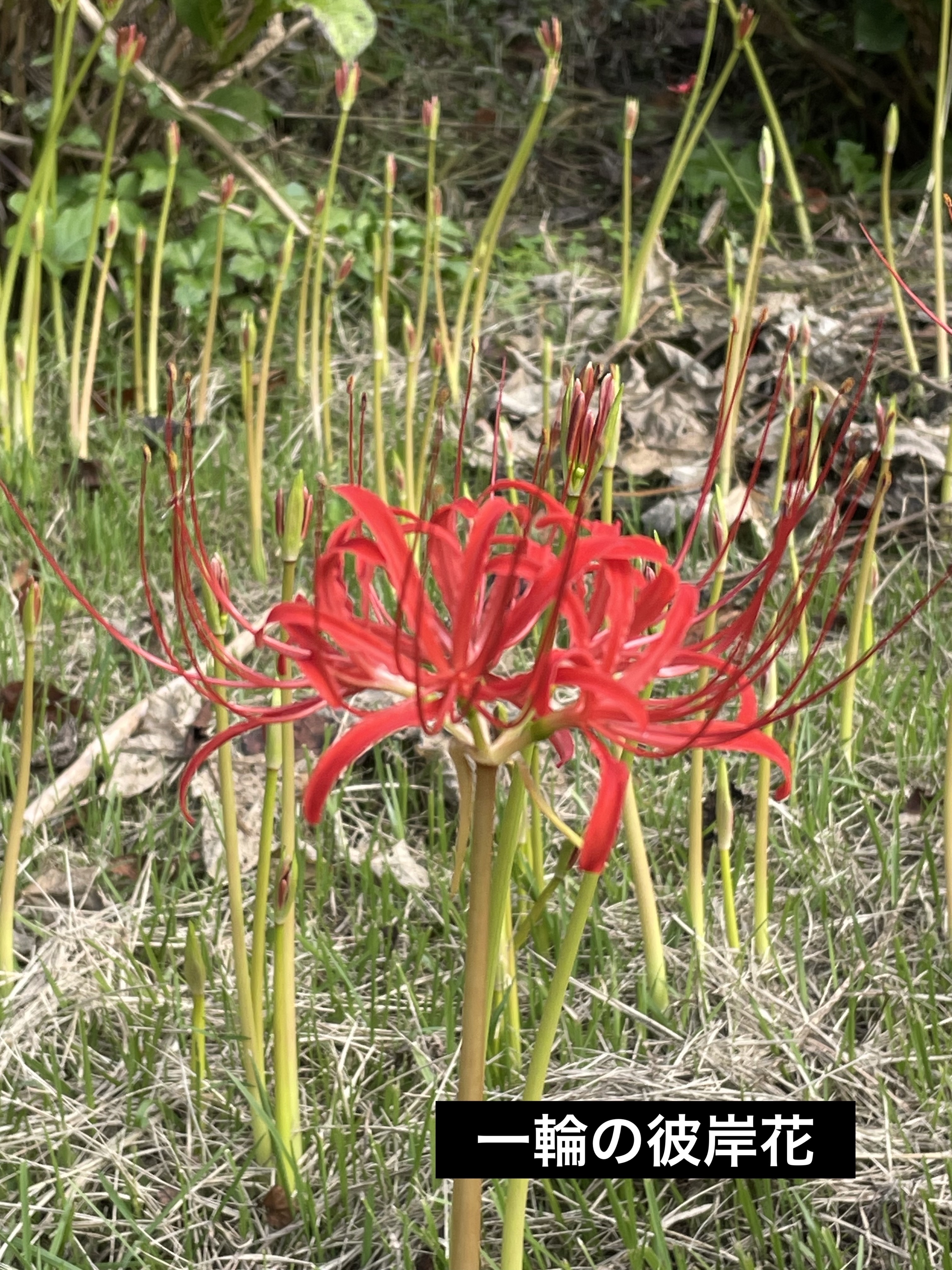 レ キャトル オンブル ビザンス /CHANEL/アイシャドウパレットを使ったクチコミ（3枚目）