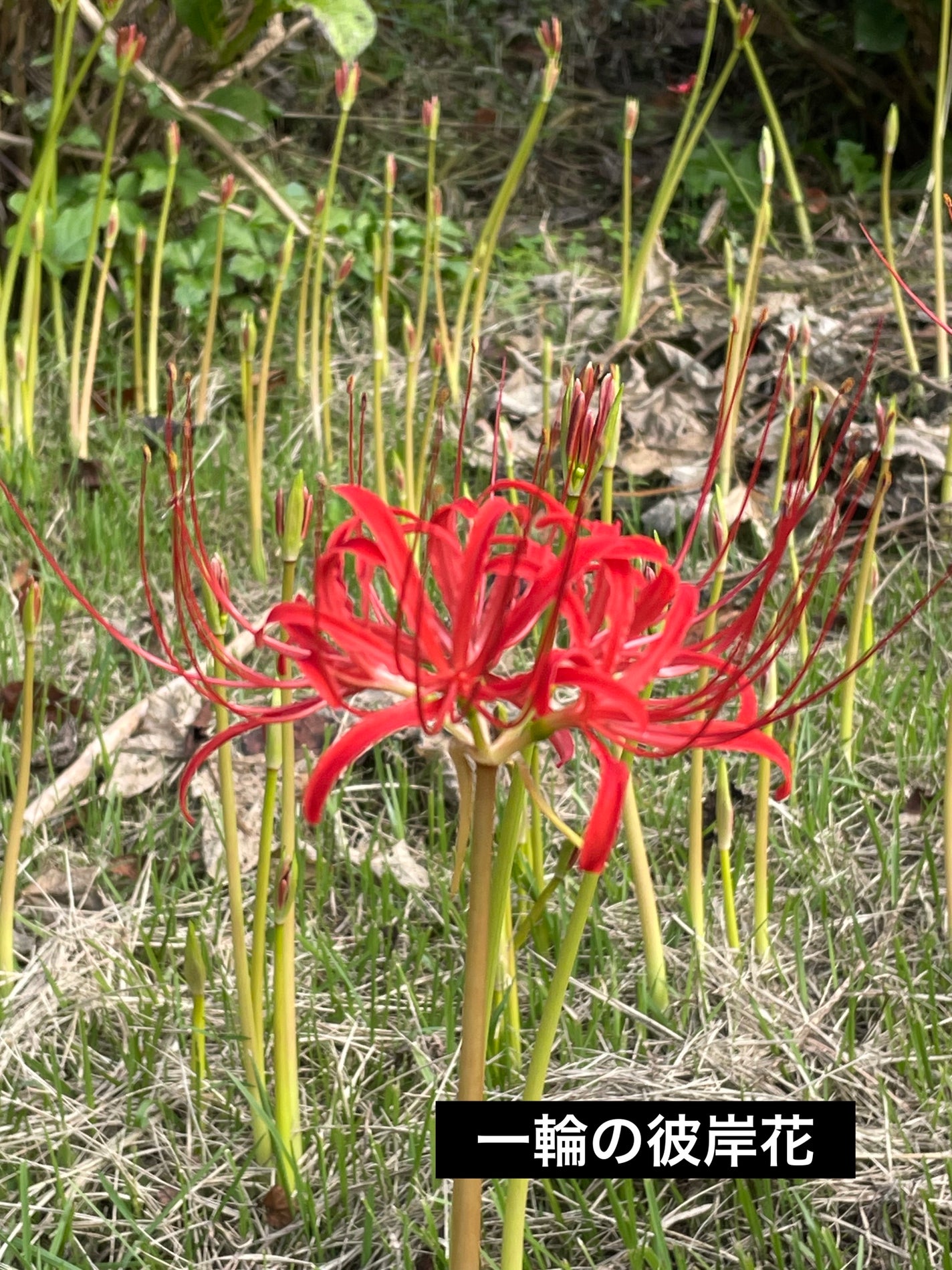 リップカラーシールド/CEZANNE/口紅を使ったクチコミ(3枚目)