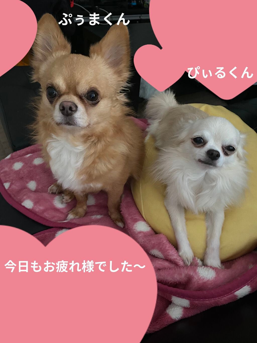 ぷぅぴぃ《紫コス部💜💗》 on LIPS 「🐶🐶🐶わんDayペット🐶🐶🐶🐶🐶🐶チワワイラストポーチ🐶🐶🐶チ..」(6枚目)