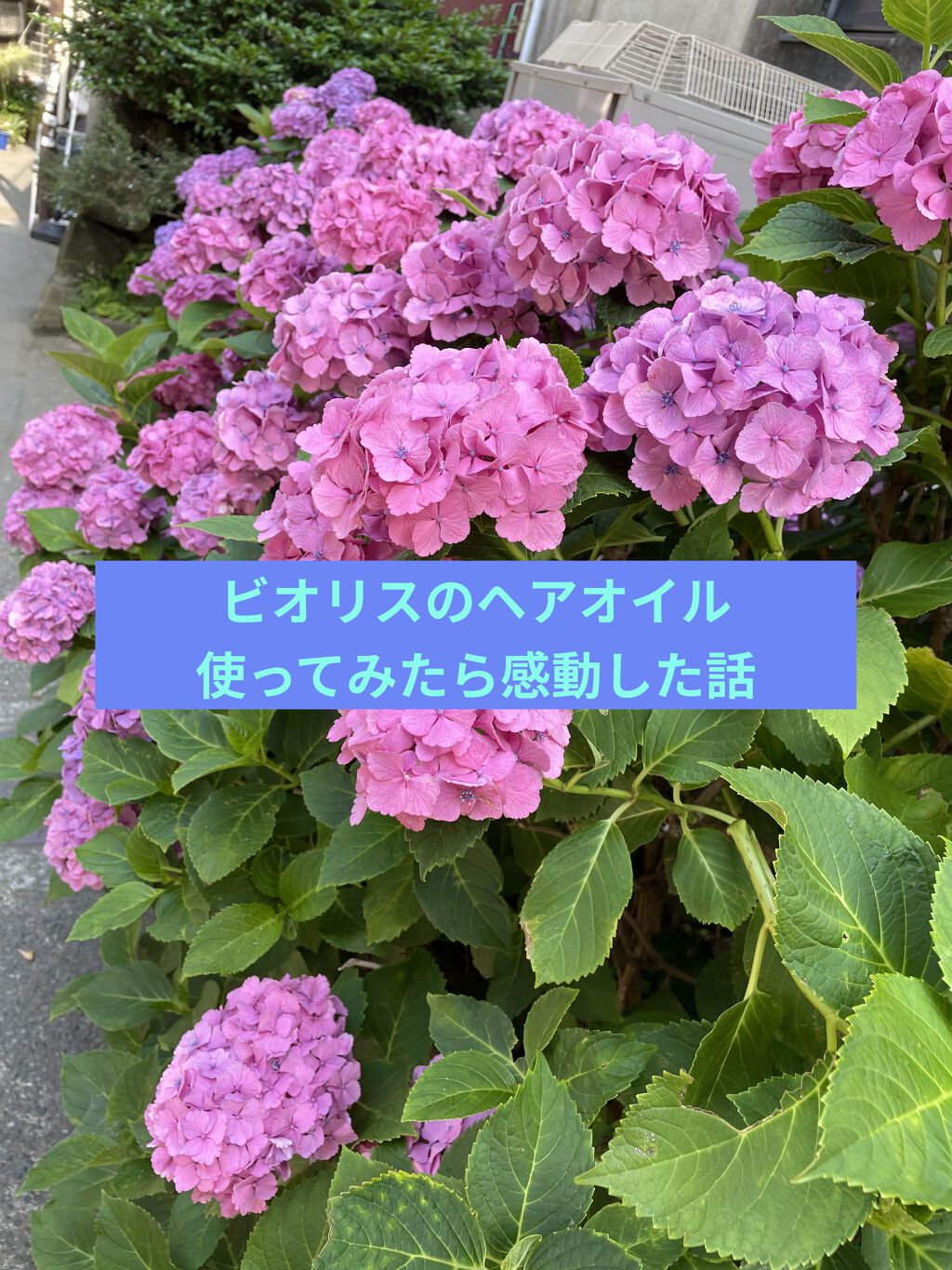 SSビオリス ボタニカル シャンプー／コンディショナー(エクストラダメージリペア)/SSビオリス/市販シャンプーを使ったクチコミ（2枚目）