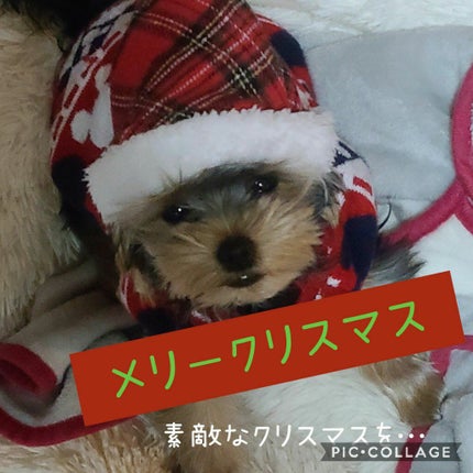 プリマ バレリーナ ミニ アイシャドウ パレット/ローラ メルシエ/アイシャドウパレットを使ったクチコミ(7枚目)