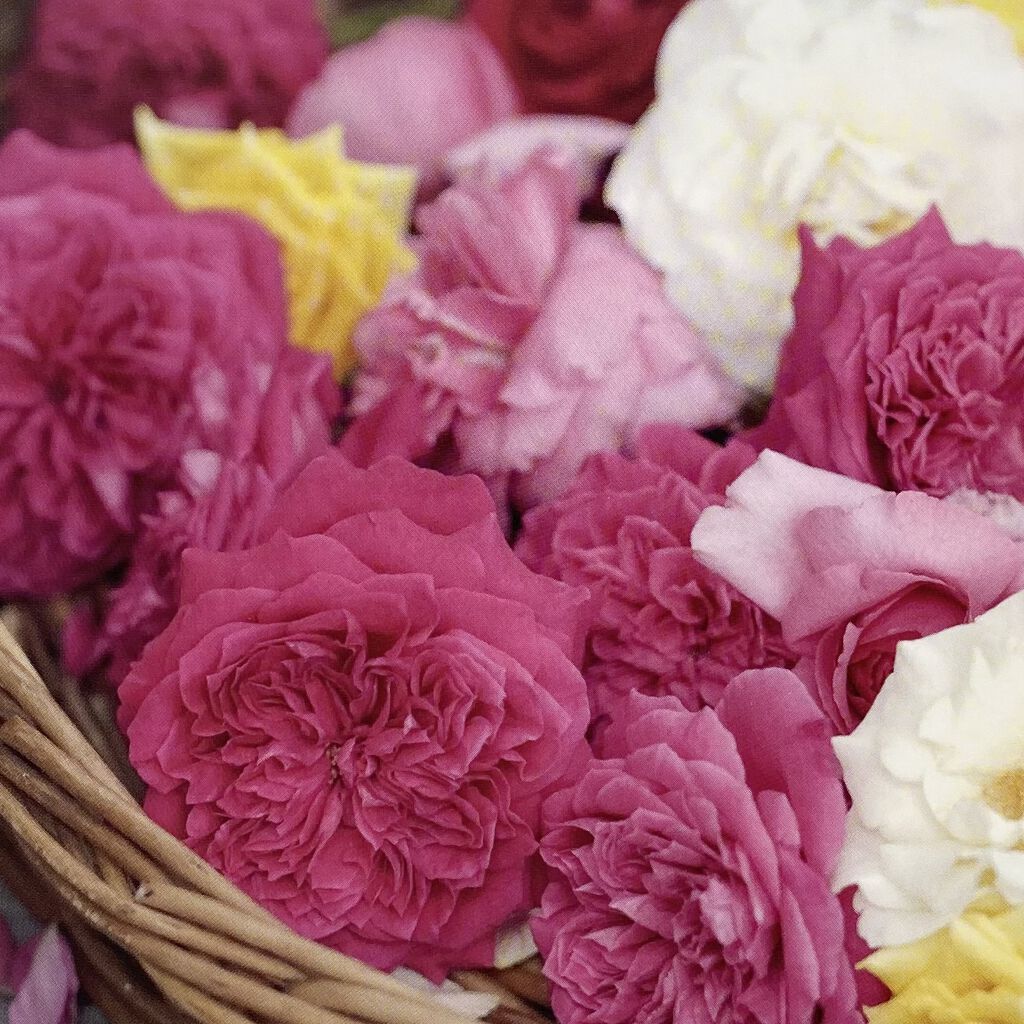 ローズブースターセラム/ROSE LABO/美容液を使ったクチコミ（3枚目）