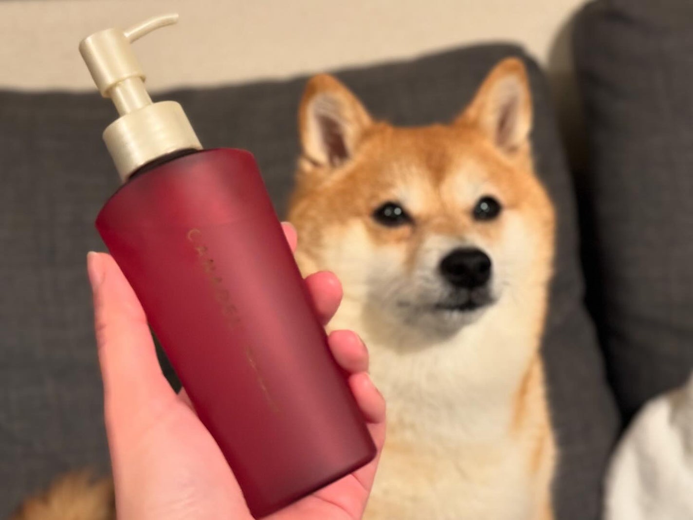 ミニディタングラー/ウェットブラシ/ヘアブラシを使ったクチコミ(4枚目)