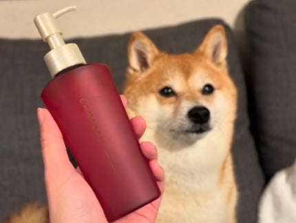 ミニディタングラー/ウェットブラシ/ヘアブラシを使ったクチコミ(4枚目)