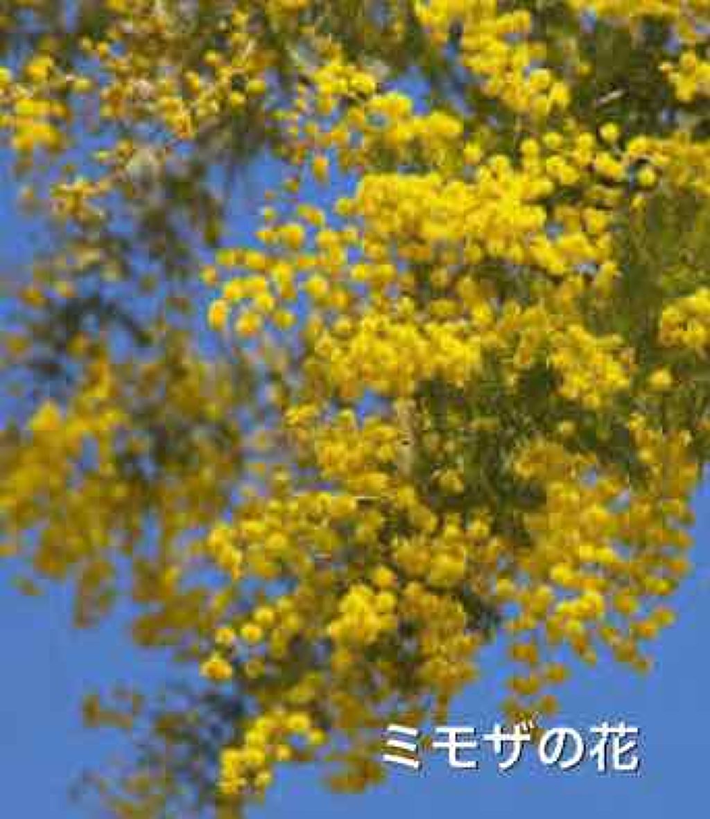 【旧品】パウダーチークス/キャンメイク/パウダーチークを使ったクチコミ(4枚目)