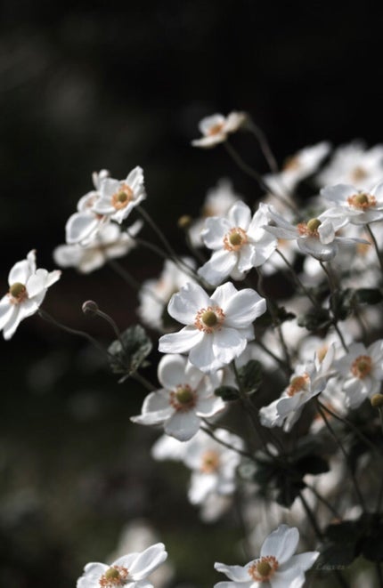 ノルウェー フォーミュラ インテンスリペア ボディ エマルジョン/Neutrogena/ボディローションを使ったクチコミ(1枚目)