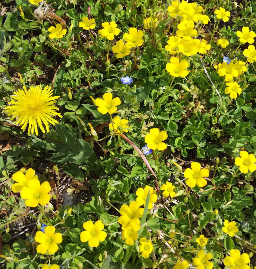 （旧）プレスド アイシャドー (レフィル)/shu uemura/単色アイシャドウを使ったクチコミ（2枚目）