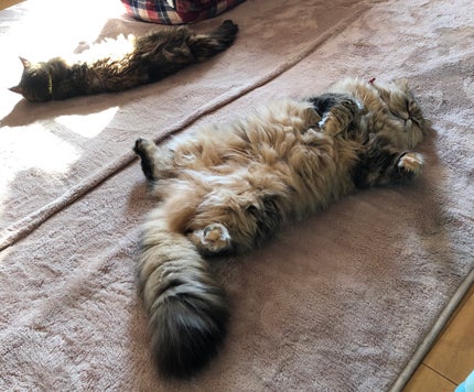 フェースアップパウダー<ミラノコレクション2017>/ミラノコレクション/プレストパウダーを使ったクチコミ(8枚目)