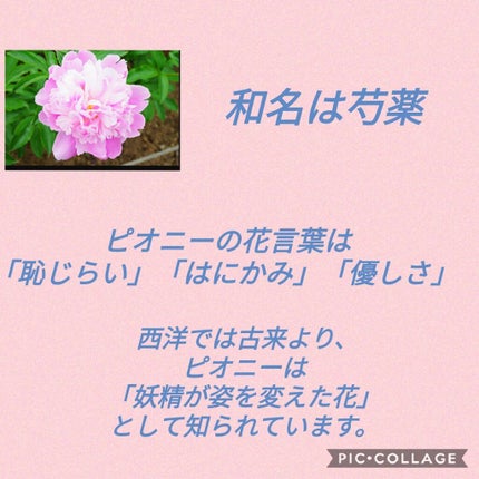 スキニーリッチシャドウ/excel/アイシャドウパレットを使ったクチコミ(3枚目)