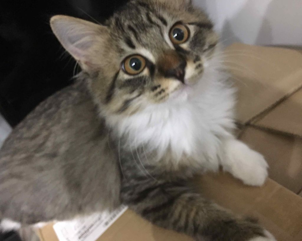 リナリア on LIPS 「こんにちは、リナリアです!今回はみなさんに質問したいことがあり..」(1枚目)