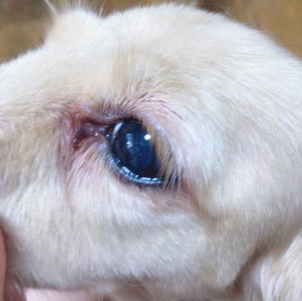 Sarhto on LIPS 「世界34ヶ国で特許を取得している健康サポート成分「MRE成分」..」(3枚目)