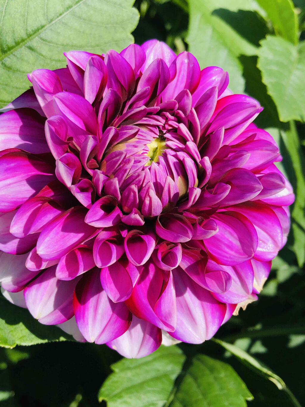 UR GLAM　POWDER EYESHADOW/U R GLAM/単色アイシャドウを使ったクチコミ（2枚目）