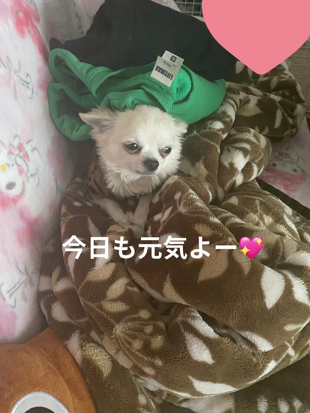 サンキューマートオリジナルディズニーアイシャドウパレット/サンキューマート/アイシャドウパレットを使ったクチコミ(6枚目)