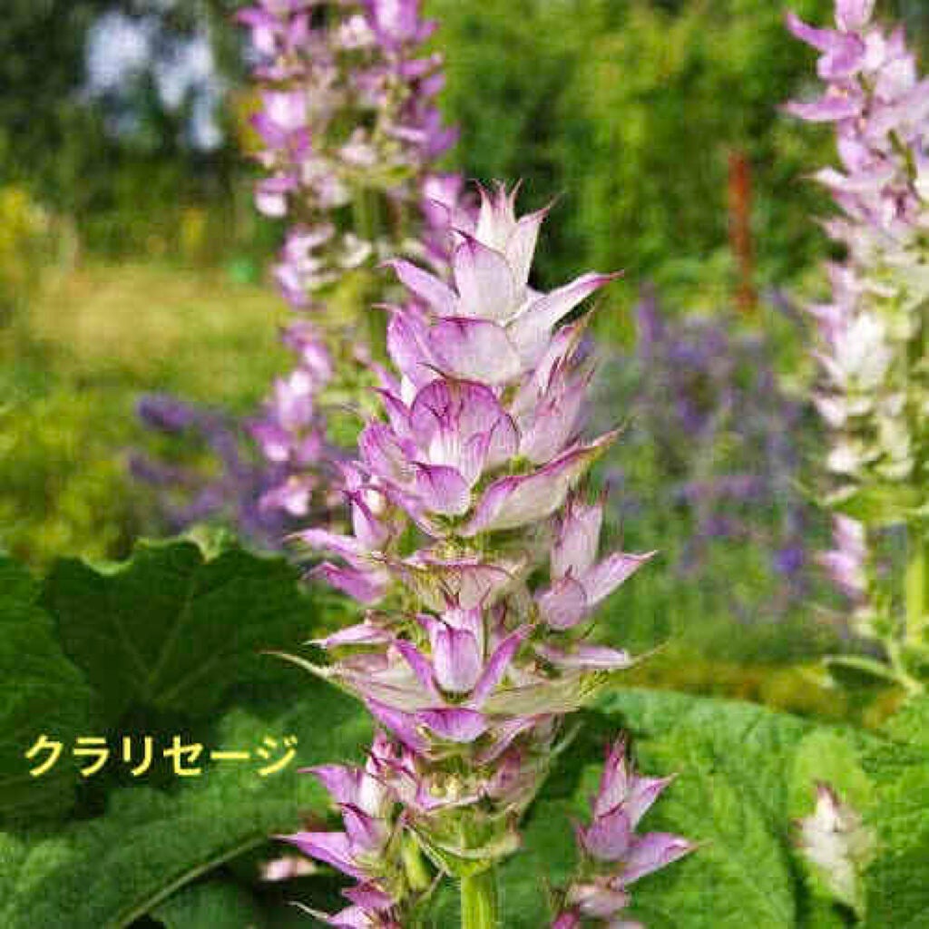 セクシー・ダイナマイト ボディスプレー/ラッシュ/香水(その他)を使ったクチコミ(2枚目)