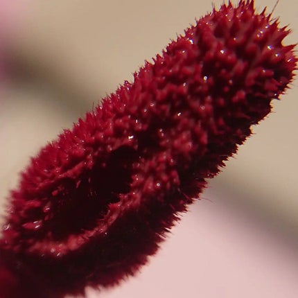 ãã¥ãŒãã£ã³ã/AMUSE/ãªãããã£ã³ãã䜿ã£ãã¯ãã³ãïŒ5æç®ïŒ